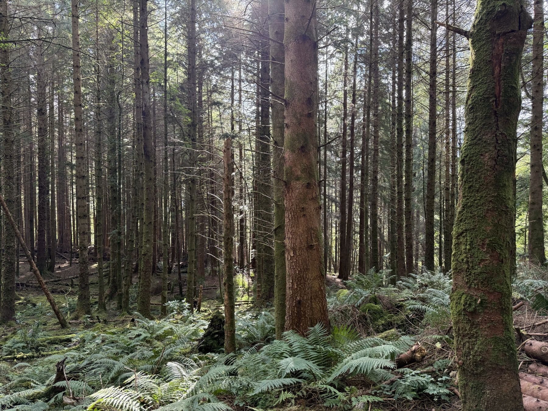 Forest